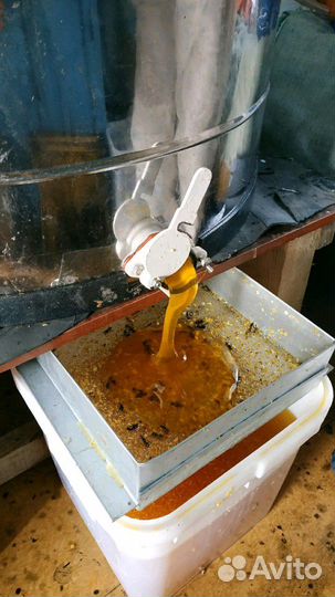 Тамбовский мёд 2023 и продукты пчеловодства