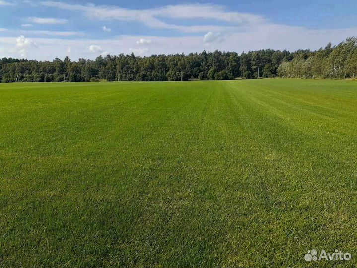 Рулонный газон, укладка, продажа