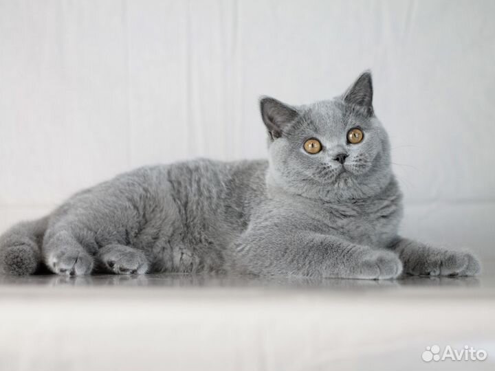 Британские котята