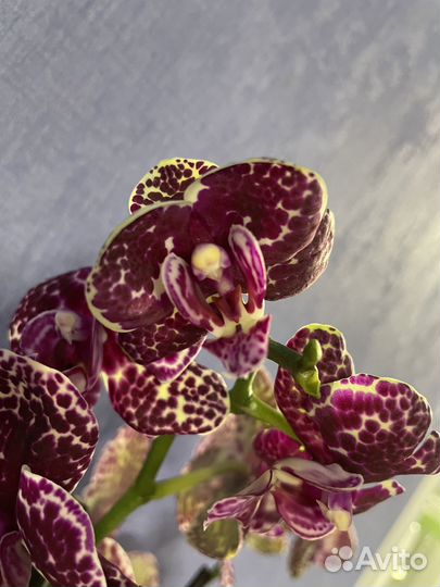 Орхидея фаленопсис Дикий кот