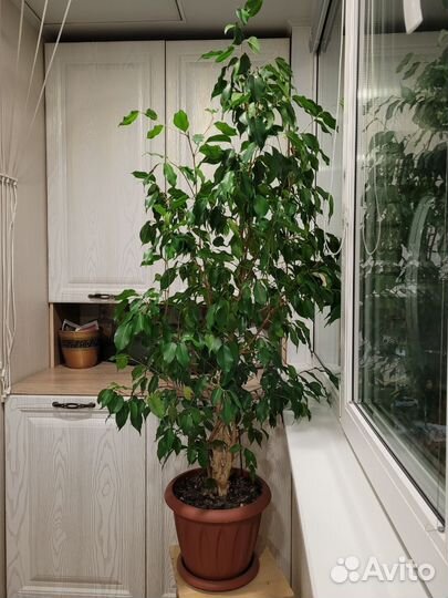 Фикус бенджамина большой