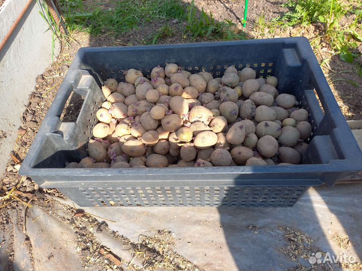 Семенной картофель