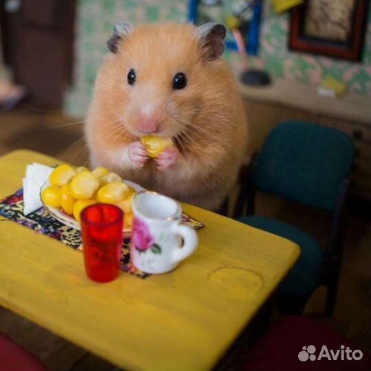 Сирийские хомячки