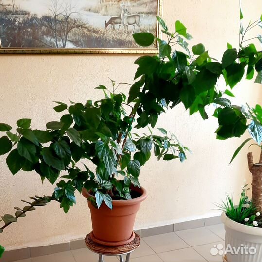 Замиокулькас