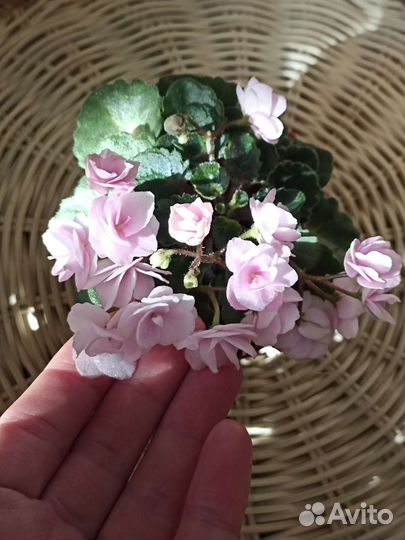 Детки сортовых фиалок