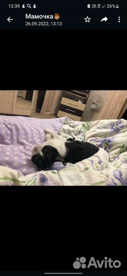 Потерялся кот