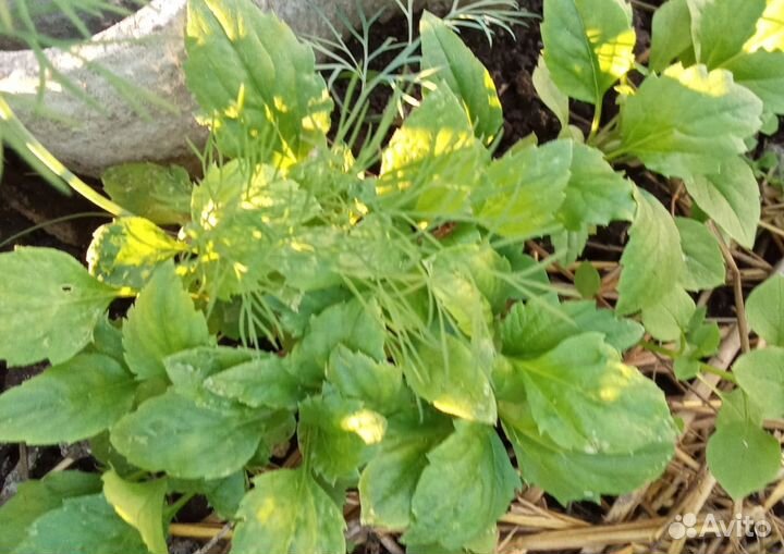 Рассада бархатцев высоких и низких, астр,цинерарии