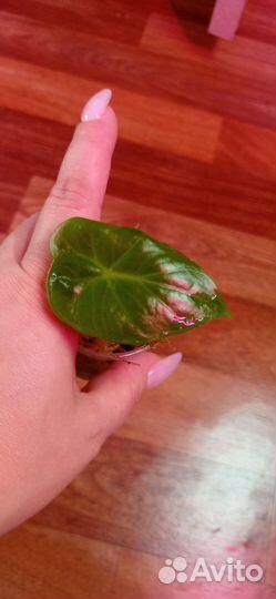 Алоказия Партодора