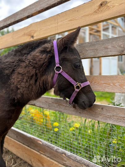 Пони жеребчик