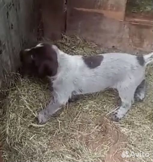 Продам щенка дратхаара