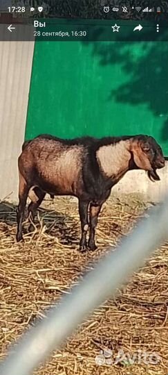 Англо- Нуб 100