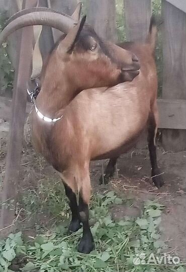 Продам молоко козье и коровье. Творог, сливки