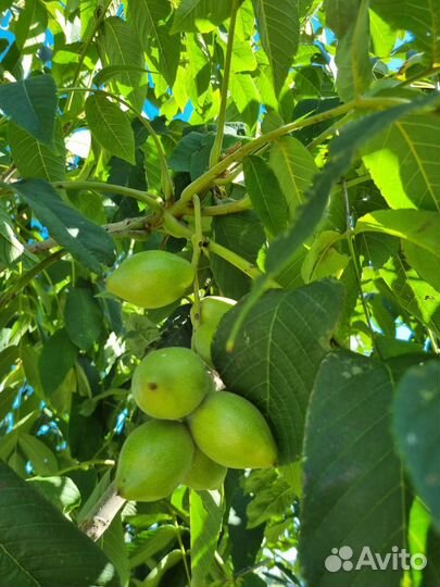 Саженцы манжурского ореха