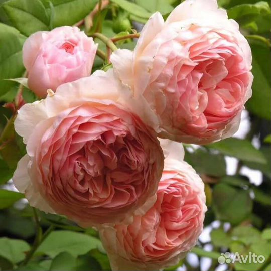 Роза Вильям Моррис