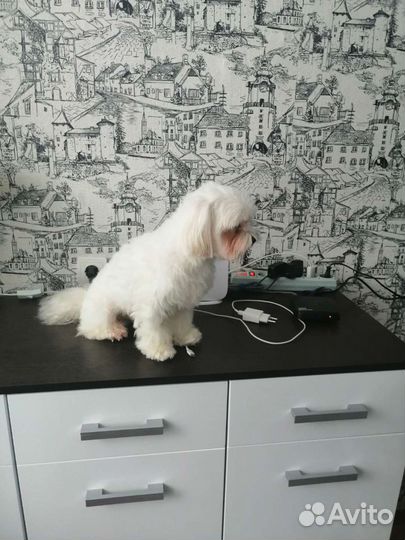 Мальтезе вязка