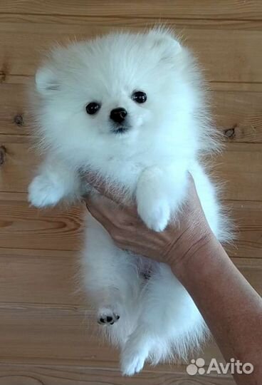 Шпиц девочка айс-крем