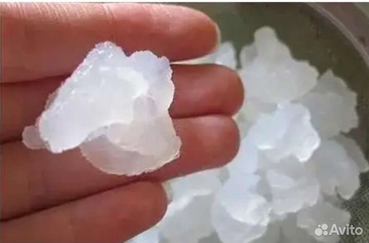 Закваска индийский морской рис