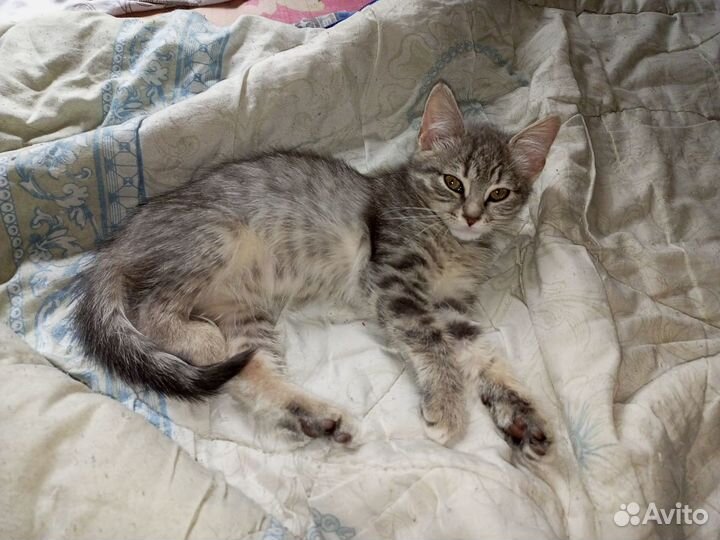 Котенок Ириска в добрые руки