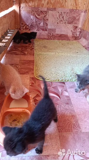 SOS помогитеКотята в добрые руки 1 месяц