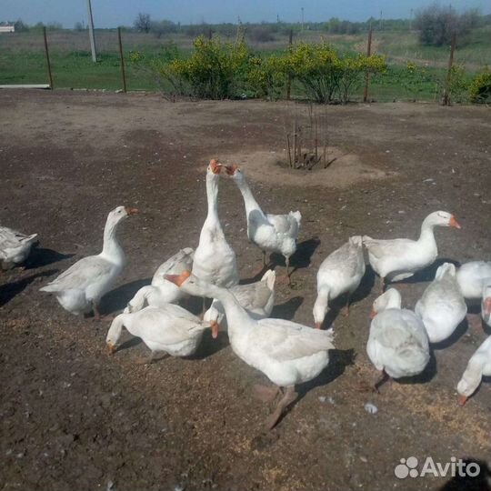 Гуси