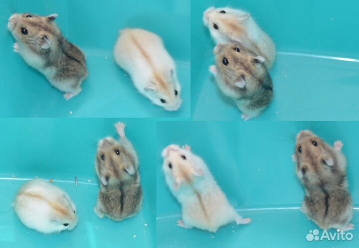 Ручные хомяки мелких пород и клетки