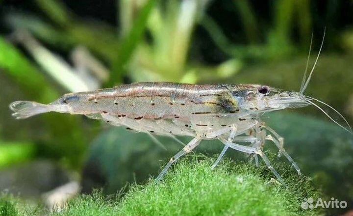 Аквариумные креветки
