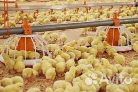 Рабочий без опыта на бройлерную фабрику (Вахта)