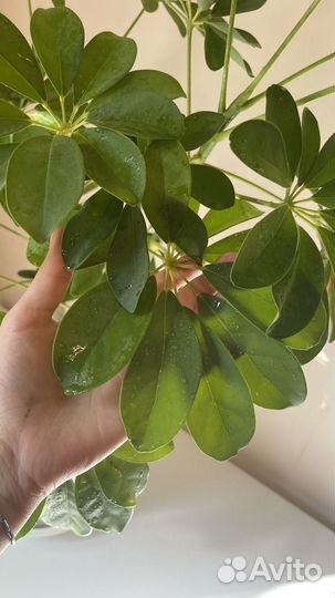 Комнатные цветы, шефлера