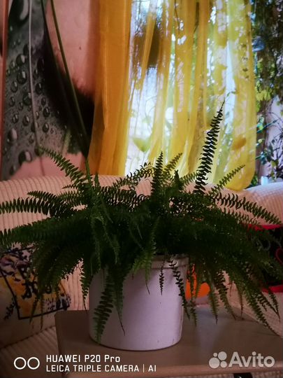 Крупные цветы