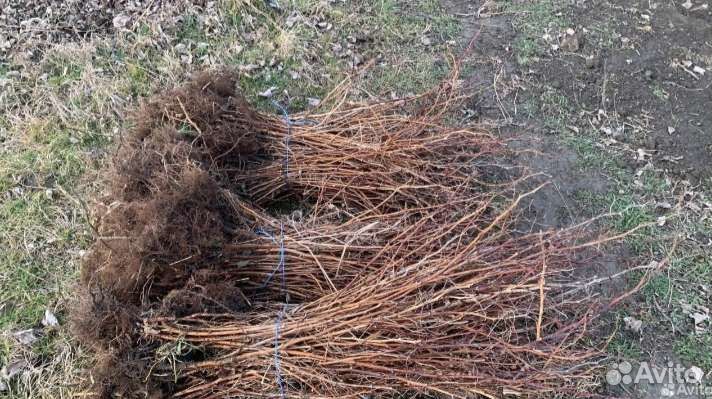 Рассада малины полка опт