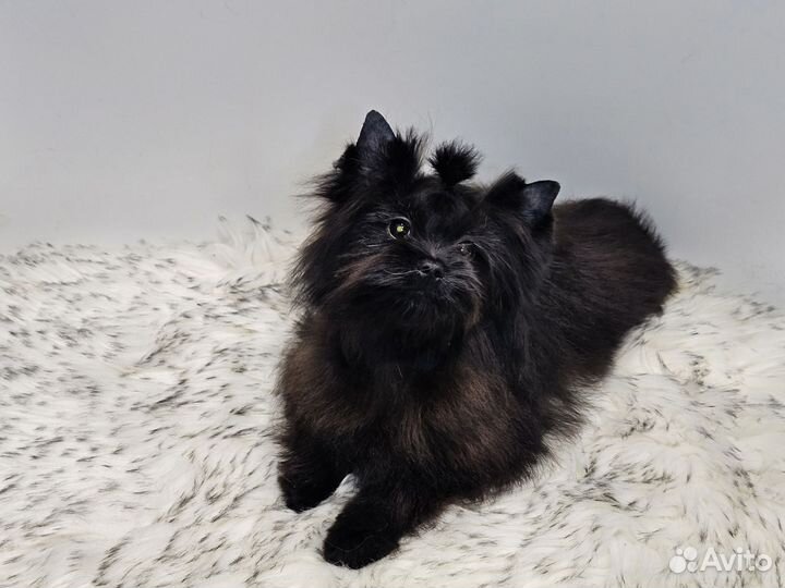 Щенки бивер йорка