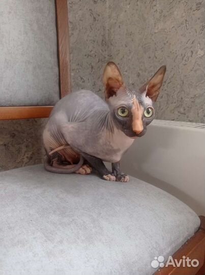 Кошечка от родителей сфинксов