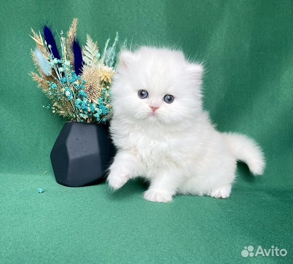 Персидская шиншилла