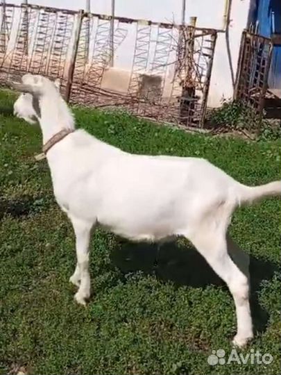 Зааненский козёл