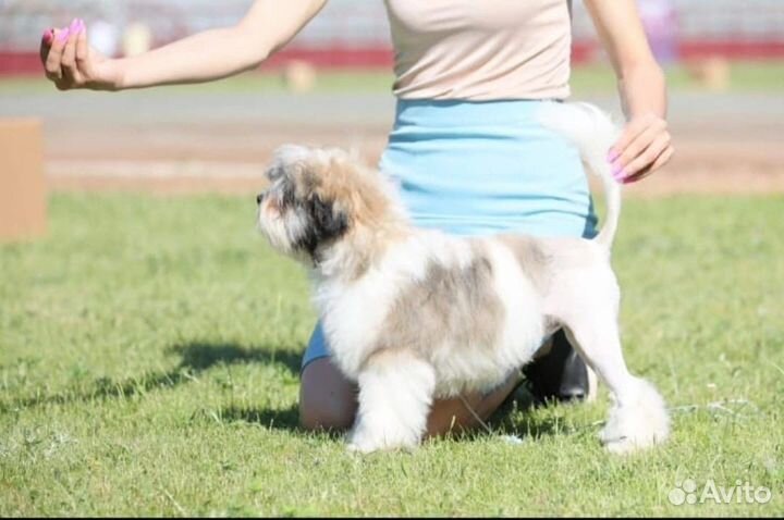 Щенок лёвхен