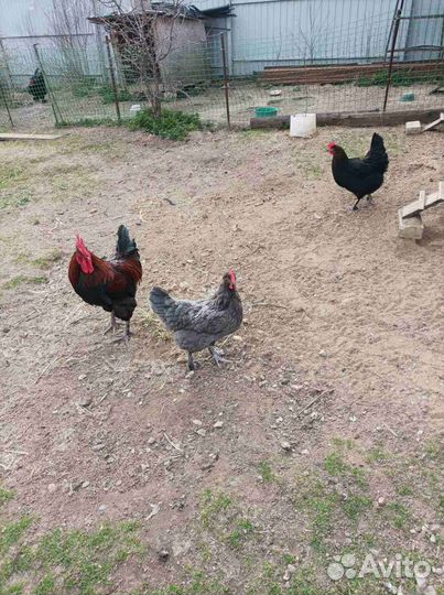 Яйцо, цыплята Маран и куры Виандот