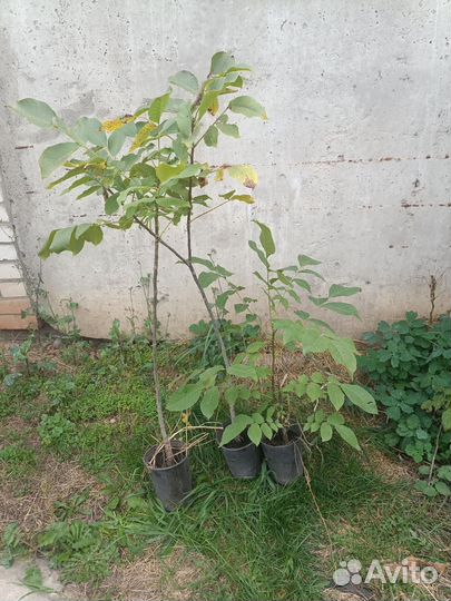 Саженцы грецкого ореха идеал