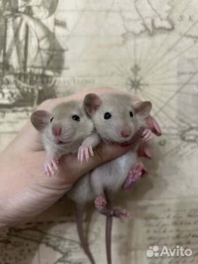 Крысята Дамбо много окрасов