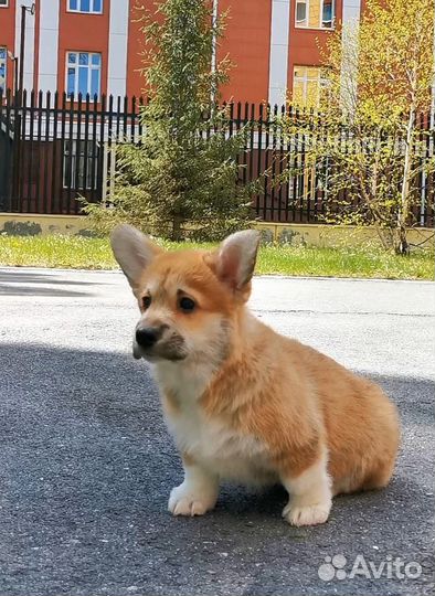 Щенки корги