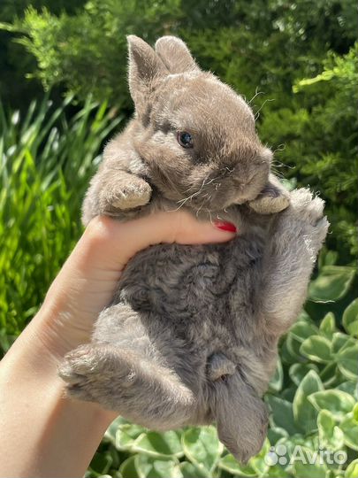 Мини кролики Рекс