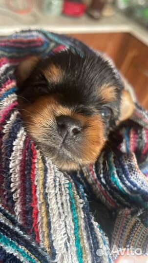 Йоркширский терьер