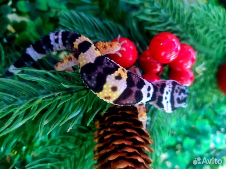 Ящерица эублефар