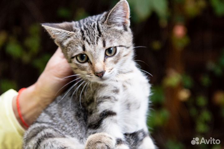 Котенок в добрые руки