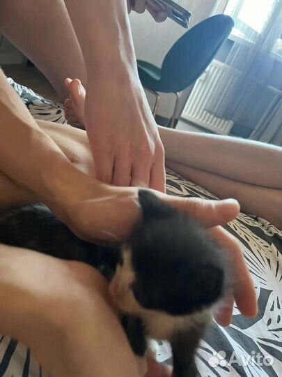 Котенок мальчик в добрые руки
