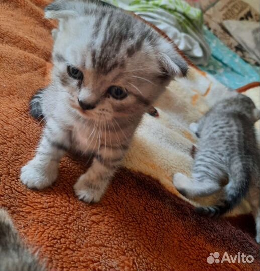Шотландские котята