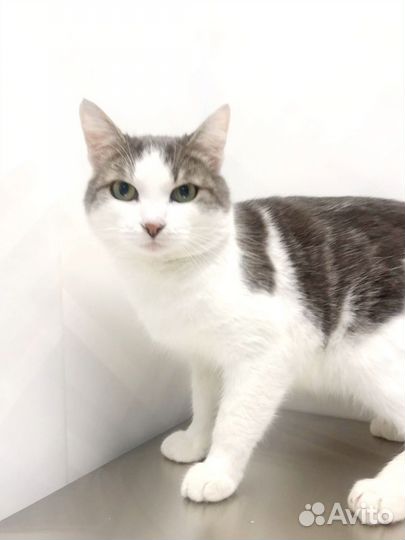 Кошки в добрые руки