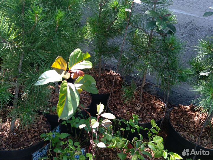 Декоративные кустарники сортовые