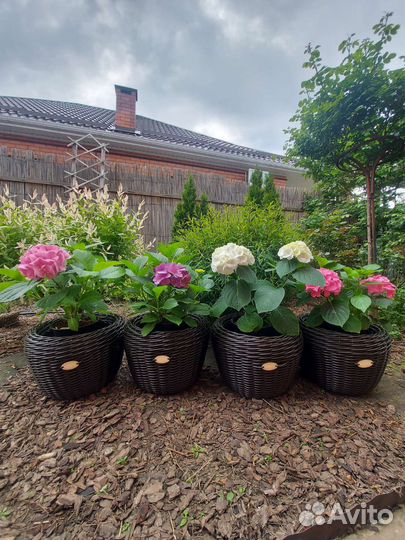 Гортензия крупнолистная