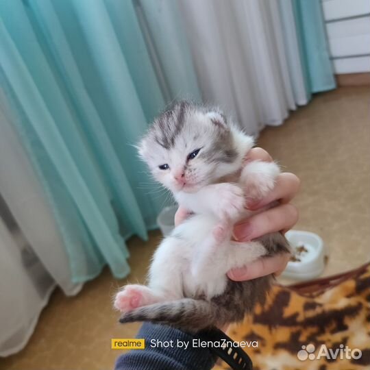 Котята смесь от Британской кошки