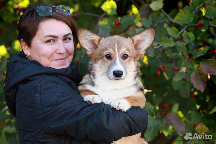 Щенки Вельш Корги Пемброк